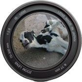 Camera lens focusing a cow